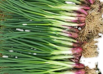 新鮮蔬菜配送:蔥