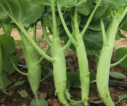 新鮮蔬菜配送:芥蘭