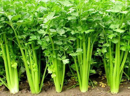 新鮮蔬菜配送:香芹